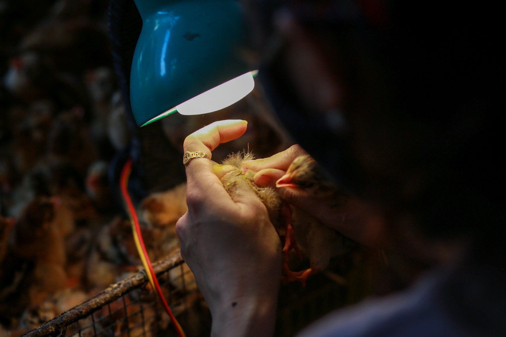 Nghề độc, lạ soi giới tính gà kiếm tiền triệu mỗi ngày - 4 Nghề độc, lạ soi giới tính gà kiếm tiền triệu mỗi ngày - 4