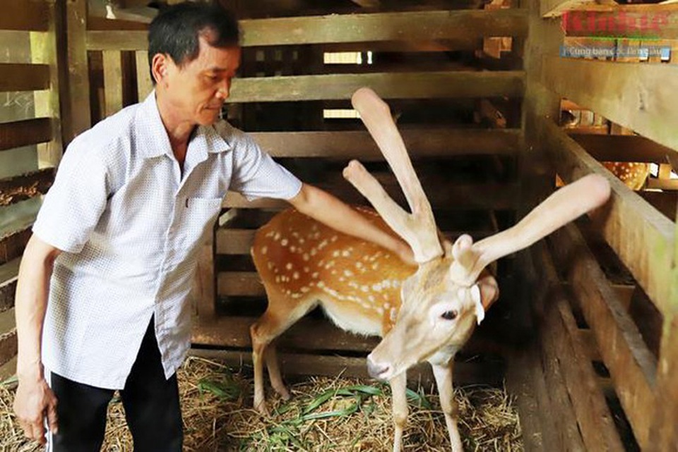 Thủ phủ nuôi hươu trầm lắng, giảm thu do ảnh hưởng dịch Covid-19 - 2 Thủ phủ nuôi hươu trầm lắng, giảm thu do ảnh hưởng dịch Covid-19 - 2
