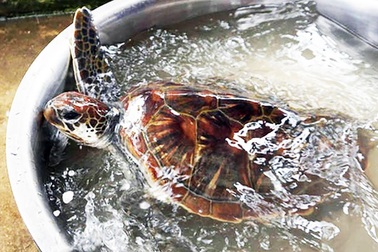 Từ chối bán con đồi mồi giá 7 triệu đồng để... thả về biển