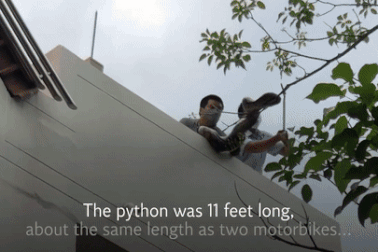 Lính cứu hỏa bắt trăn "khủng" trên cây trong công viên