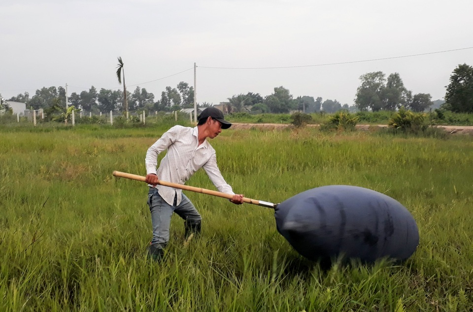 Độc đáo nghề săn cào cào thu hàng chục triệu đồng mỗi tháng ở Sài Gòn - 1 Độc đáo nghề săn cào cào thu hàng chục triệu đồng mỗi tháng ở Sài Gòn - 1
