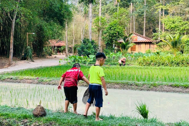 Âm thanh sợ nhất mùa hè là "tiếng mẹ từ trên cao vọng xuống"