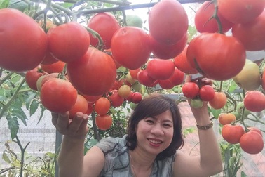Trồng 8 gốc cà chua trên sân thượng, mẹ đảm Hà Nội thu 30kg/vụ