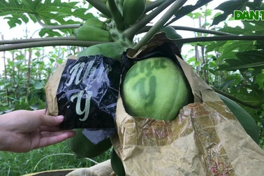 Đu đủ "in" chữ thư pháp cháy hàng dịp Tết