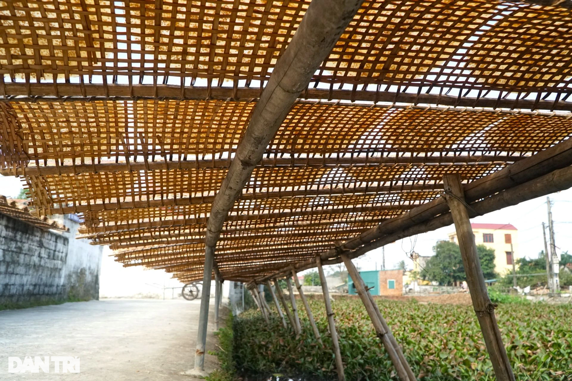 Tráng, quạt hơn 1.000 bánh đa mỗi ngày vẫn không đủ hàng bán Tết - 10 Tráng, quạt hơn 1.000 bánh đa mỗi ngày vẫn không đủ hàng bán Tết - 10