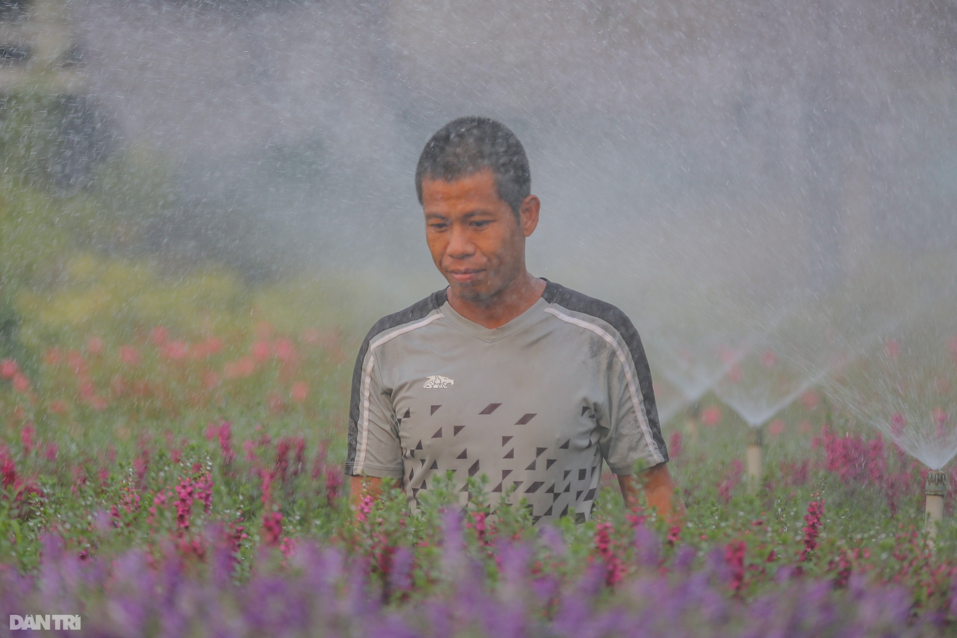 Làng hoa lớn nhất miền Tây vào vụ Tết - 15