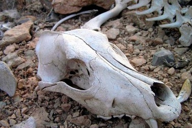 Giải mã những bí ẩn về thung lũng Chết ở Nga