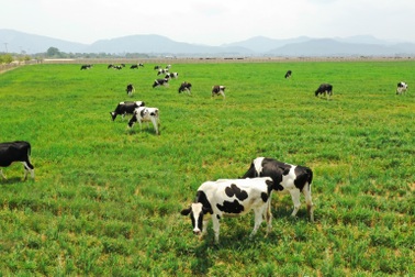 Đầu tư 120 triệu USD – Vinamilk hợp tác xây dựng Tổ hợp “Resort” bò sữa Organic tại Lào