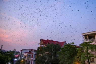 Đàn én vạn con bay rợp trời Lào Cai
