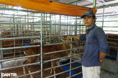Bỏ 600 triệu nuôi hươu, 9X thành thanh niên thu nhập cao nhất địa phương