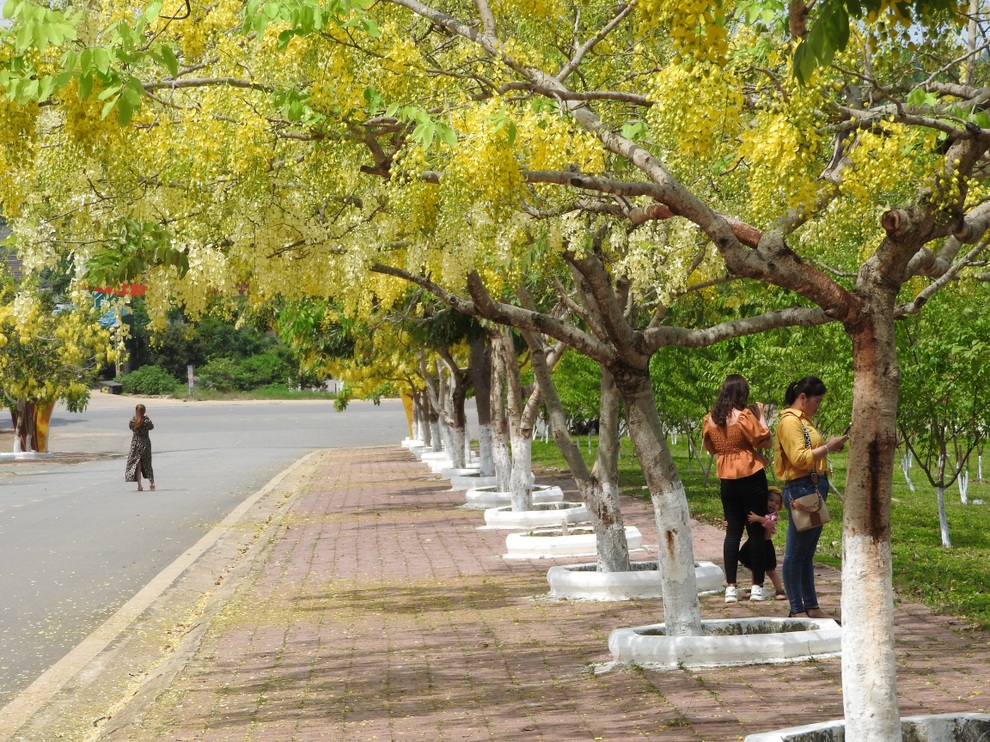Hoa muồng hoàng yến vàng rực một góc trời Mộc Châu - 8 Hoa muồng hoàng yến vàng rực một góc trời Mộc Châu - 8