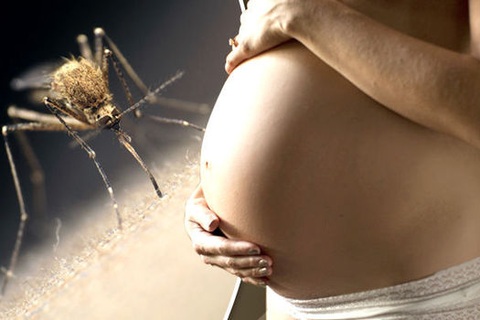 Vi rút Zika “sống khỏe" trong não trẻ sơ sinh