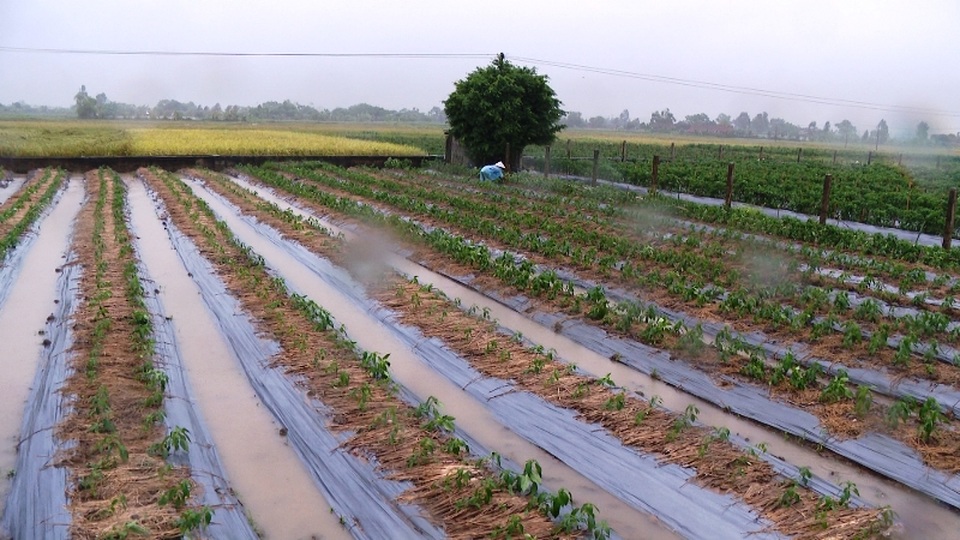 Hàng nghìn hecta hoa màu bị ảnh hưởng sau trận mưa lớn kéo dài - 4 Hàng nghìn hecta hoa màu bị ảnh hưởng sau trận mưa lớn kéo dài - 4