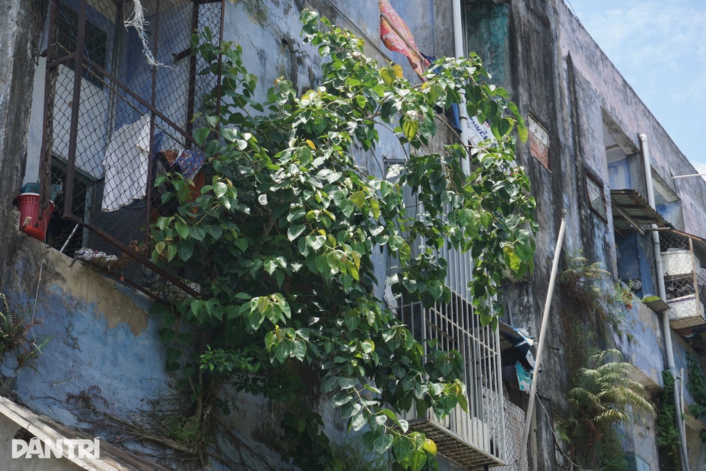 Chốt lộ trình khai tử chung cư chờ sập, ngập rác và chuột ở Đà Nẵng - 3