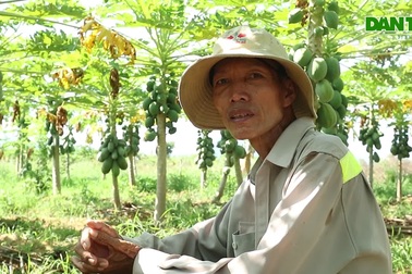 Đu đủ mất giá, chín vàng cây do dịch Covid-19