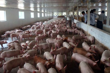 “Giải cứu” lợn thịt: Các địa phương sốt sắng vào cuộc