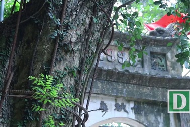 Cây sưa "dát vàng" ở Hà Nội đang... chết dần chết mòn