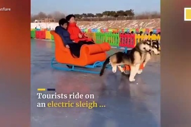 Chó điện giả Trung Quốc kéo xe chở khách gây sốt