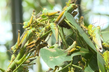 Châu chấu tàn phá cây trồng của người dân