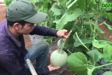 Chàng trai 9X khởi nghiệp từ 3 luống dưa