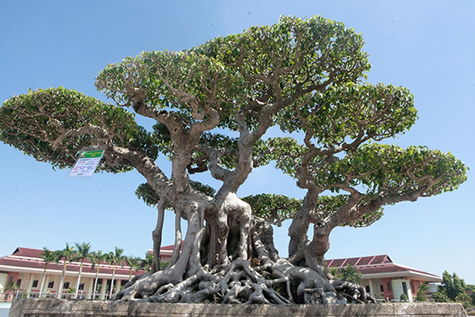 Sanh cổ của đại gia Bắc Ninh, 30 năm trước mua 7 triệu đồng, giờ lên 10 tỷ đồng - 10 Sanh cổ của đại gia Bắc Ninh, 30 năm trước mua 7 triệu đồng, giờ lên 10 tỷ đồng - 10