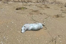 Chuột khổng lồ to như con mèo "xâm chiếm" bãi biển, khách la hét hoảng loạn