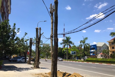 Hàng cây xanh bị cắt cụt ngọn trong những ngày nắng nóng đỉnh điểm