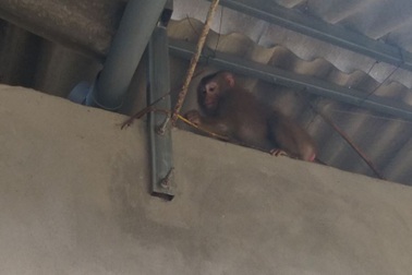 Khỉ vàng đại náo khu dân cư