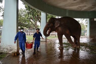 Giám đốc vườn thú Hà Nội lên tiếng vụ voi bị giam cầm, xích chân