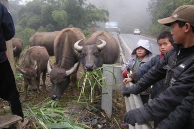 Người dân Sa Pa lùa trâu xuống núi tránh rét
