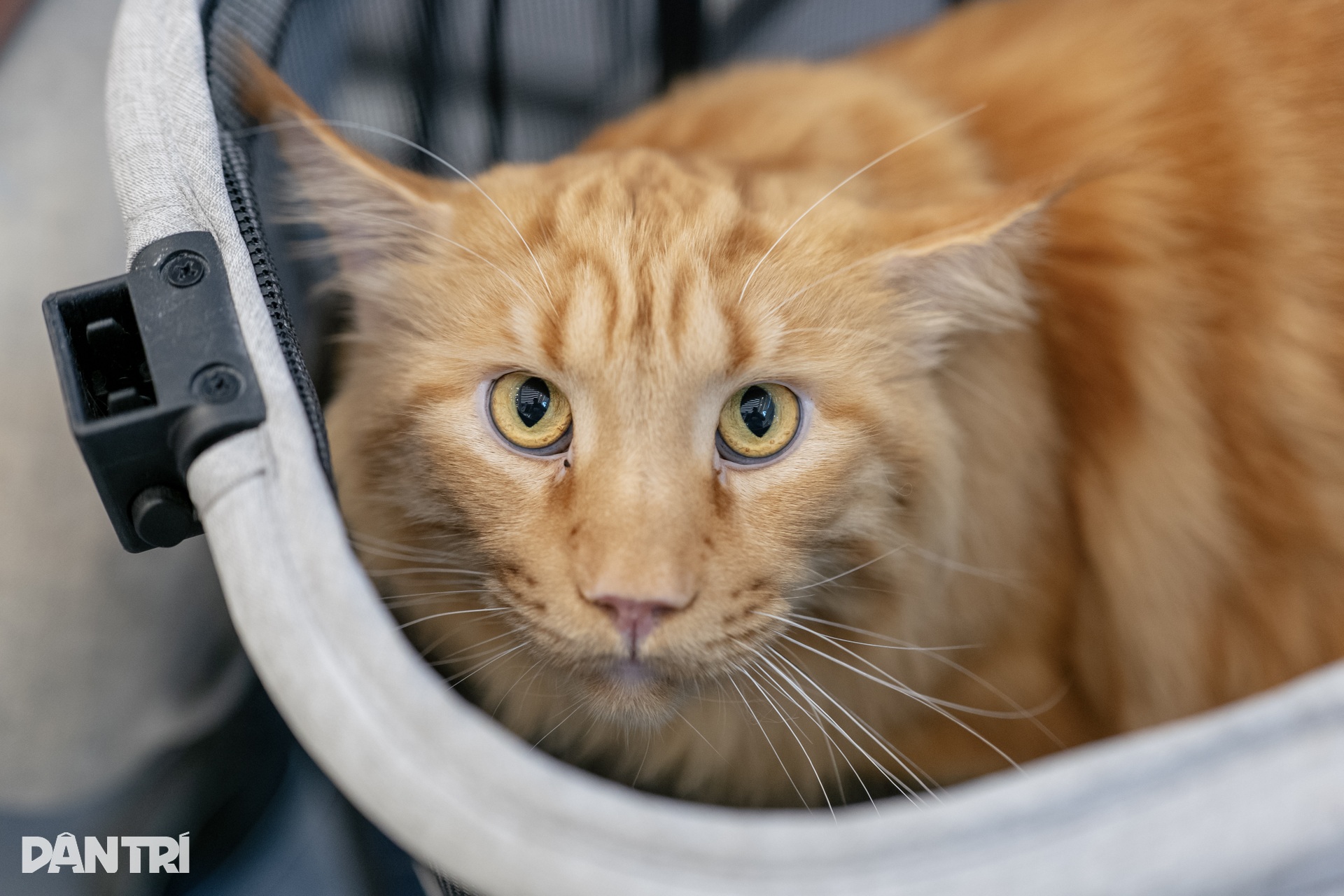 Chú mèo Thái Lan vượt 120 đối thủ, giành ngôi Hoa hậu mèo quốc tế 2025 - 8