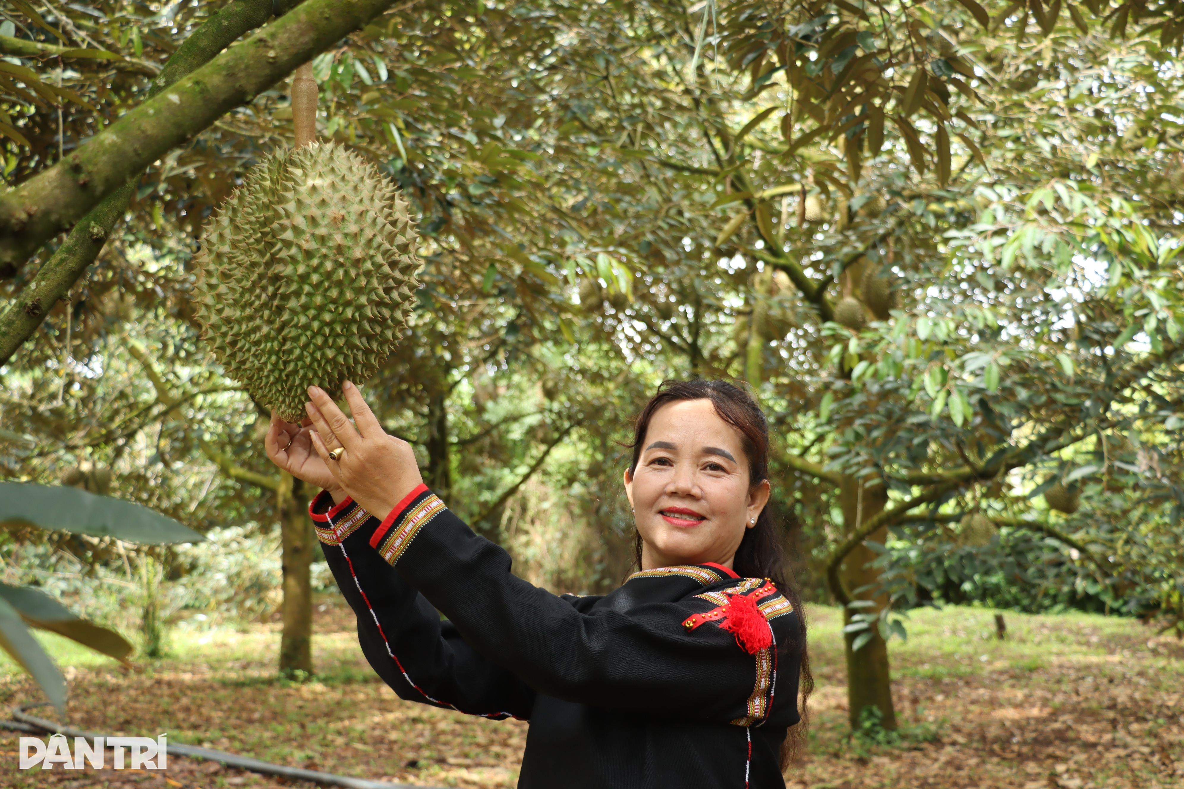 Nữ bí thư xã livestream bán 50 tấn sầu riêng: Không phải để nổi tiếng - 3 Nữ bí thư xã livestream bán 50 tấn sầu riêng: Không phải để nổi tiếng - 3