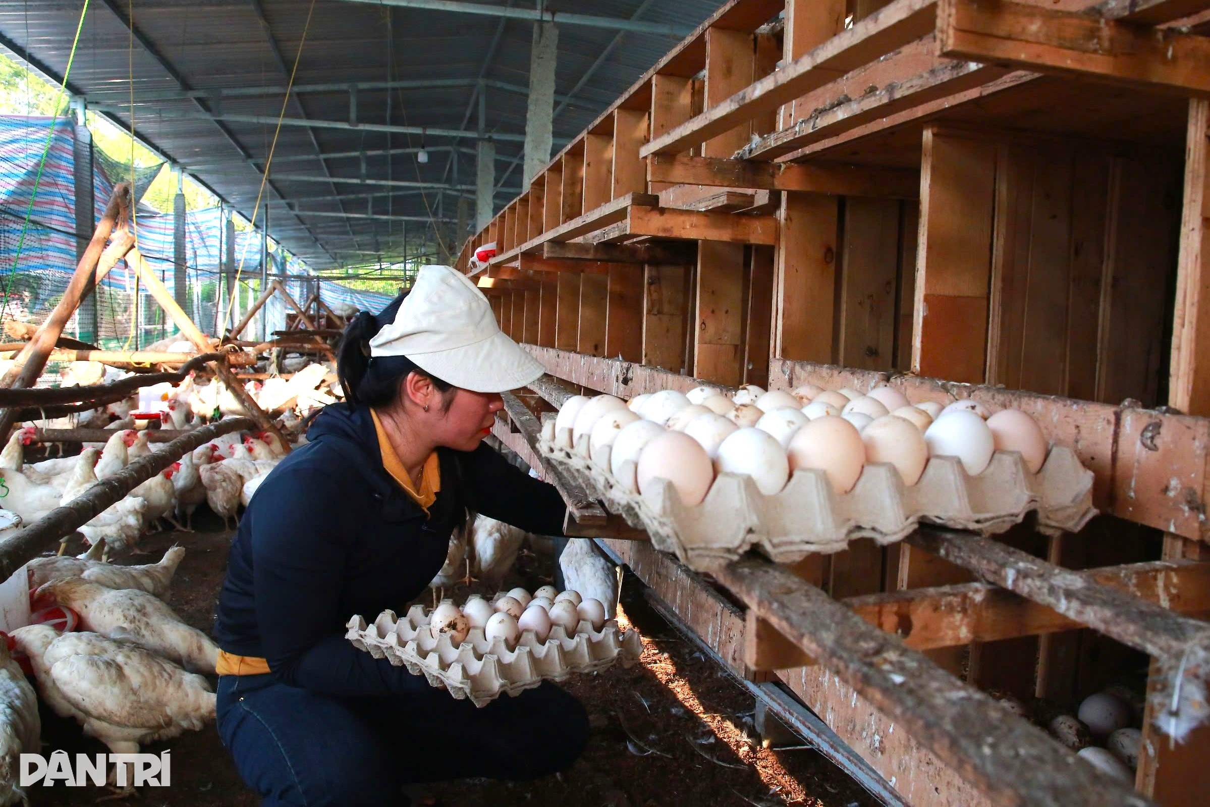 Vợ chồng trẻ 3 lần trắng tay, vực dậy bằng nghề nuôi gà nhân đạo - 2 Vợ chồng trẻ 3 lần trắng tay, vực dậy bằng nghề nuôi gà nhân đạo - 2