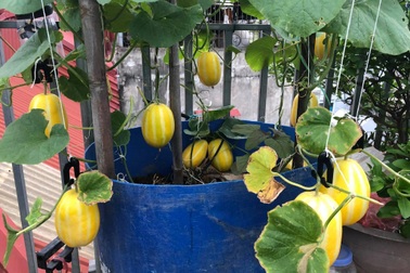 Mẹ đảm ở Hà Nội "mát tay" làm khu vườn trĩu quả, thu hơn 1 tạ dưa