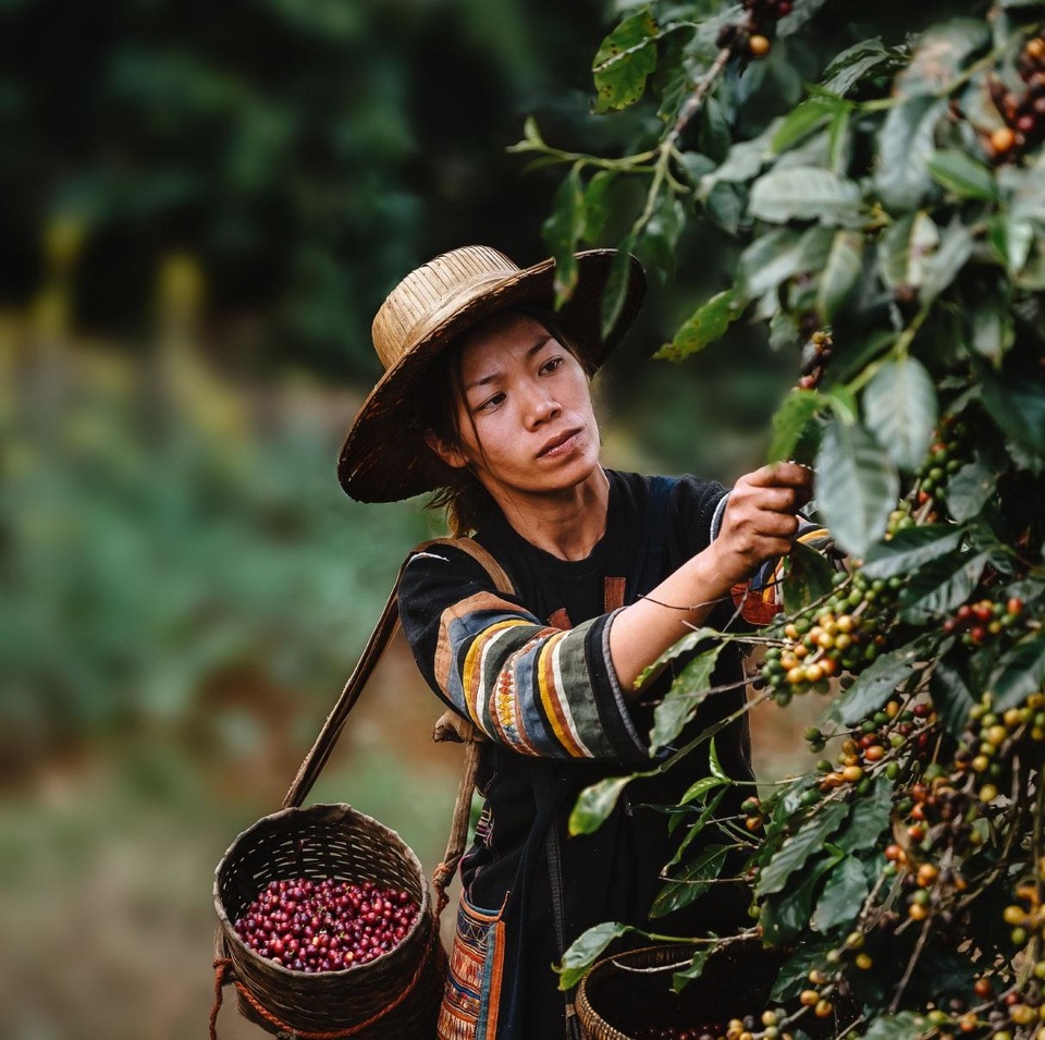 Trồng cà phê bao nhiêu lâu sẽ cho thu hoạch? - 2 Trồng cà phê bao nhiêu lâu sẽ cho thu hoạch? - 2
