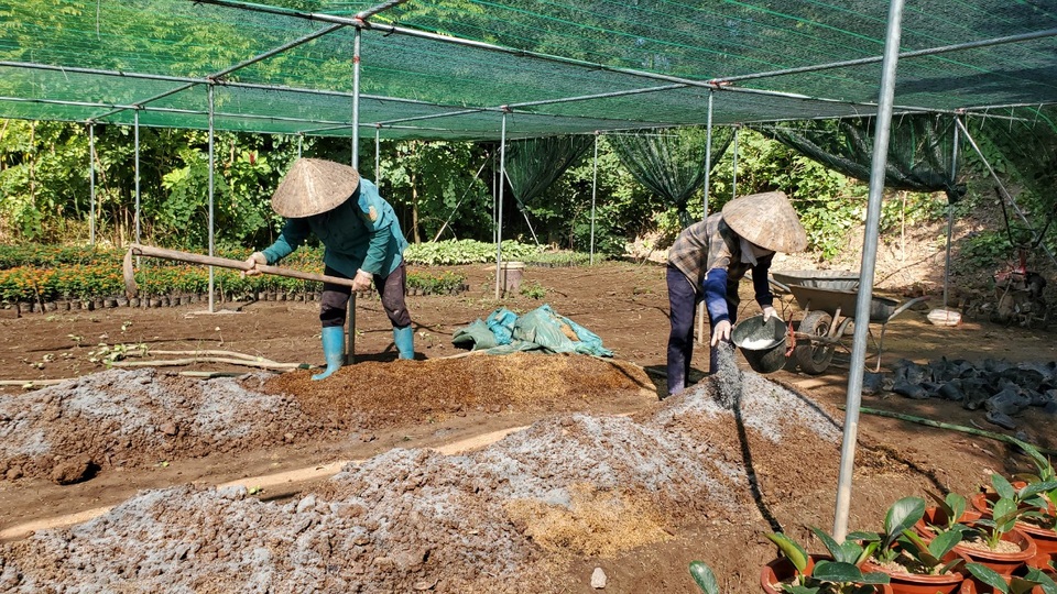Thủ phủ hoa tất bật vào vụ dịp Tết Nguyên đán - 6 Thủ phủ hoa tất bật vào vụ dịp Tết Nguyên đán - 6