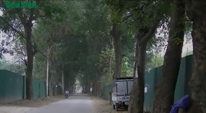 cây xanh hà nội