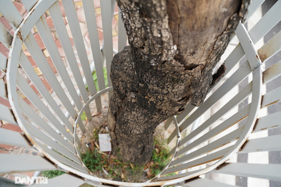 7 cây sưa đỏ quý hiếm trên đường Nguyễn Văn Huyên ở Hà Nội đã chết - 6 7 cây sưa đỏ quý hiếm trên đường Nguyễn Văn Huyên ở Hà Nội đã chết - 6