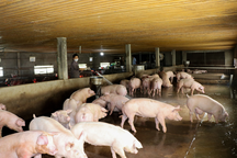 Khởi nghiệp lỗ sấp mặt và triết lý "nhiều người cùng giàu" của chủ trại lợn