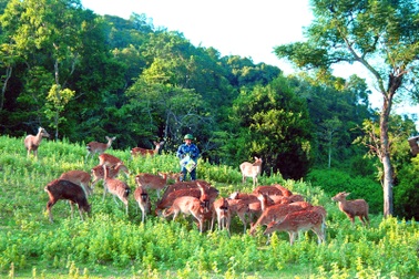 Rộn ràng mùa cắt “lộc nhung” ở thủ phủ nuôi hươu