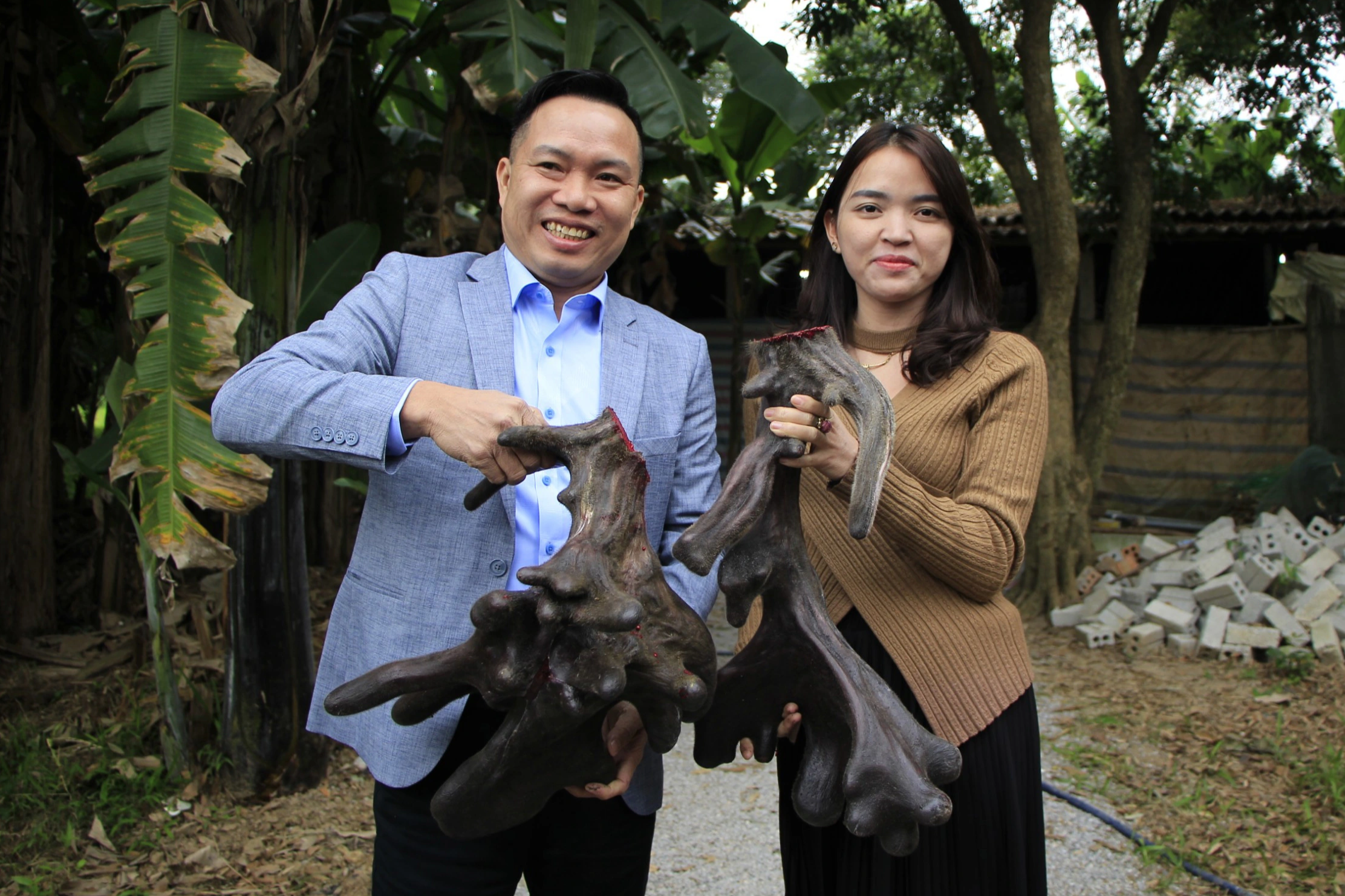 Anh nông dân bán cặp nhung nai siêu khủng, đếm trăm triệu tiền tươi - 4 Anh nông dân bán cặp nhung nai siêu khủng, đếm trăm triệu tiền tươi - 4