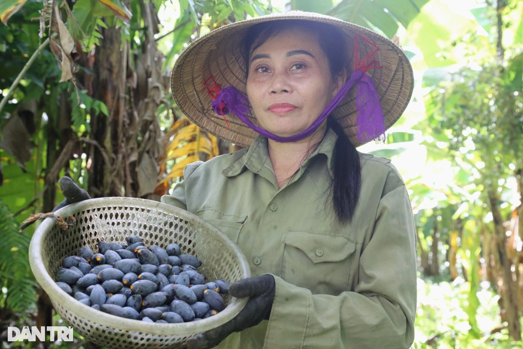 Thương lái tranh mua thứ quả gợi nhớ hương vị những ngày nghèo khó - 8 Thương lái tranh mua thứ quả gợi nhớ hương vị những ngày nghèo khó - 8
