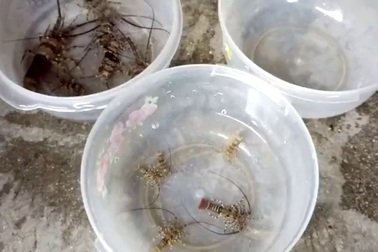 Kiếm tiền triệu mỗi ngày nhờ “bẫy” tôm hùm giống sau Tết