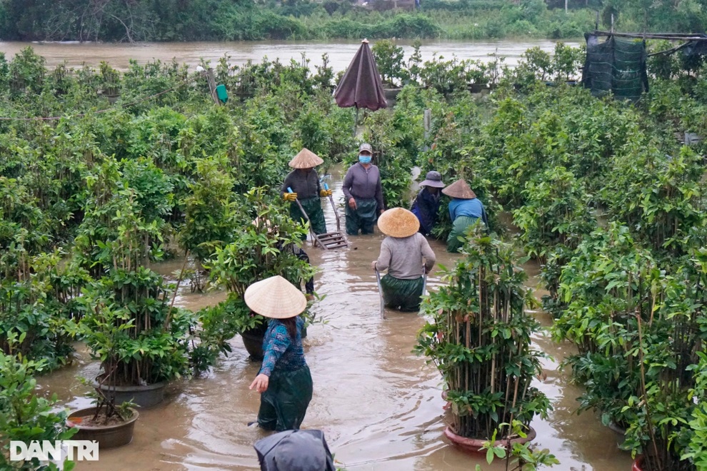 Nông dân dầm mình trong mưa lũ cứu mai - Bình Định -27 -10 - 2021 - Doãn Công -6 Nông dân dầm mình trong mưa lũ cứu mai - Bình Định -27 -10 - 2021 - Doãn Công -6