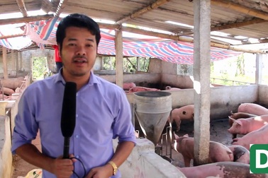 Đàn lợn “nướng mình” dưới nắng sau bão số 10.