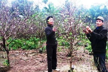 Não nề nhìn đào "đón Tết" sớm