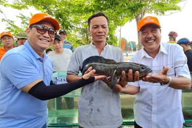 Thi cá lóc đồng to nhất ở U Minh Hạ: Con cá đạt giải nhất nặng gần 2,8kg