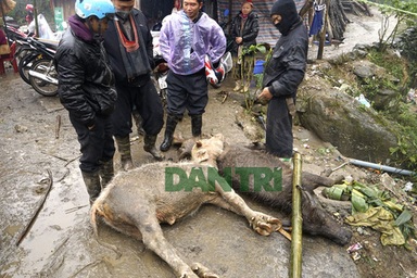 Hơn 7.000 con gia súc chết trong đợt “siêu rét”