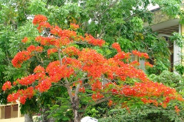 Rực rỡ sắc hoa "gọi" Hè về