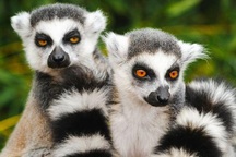 Vượn cáo đực thu hút bạn tình bằng cách sử dụng mùi hương đặc biệt